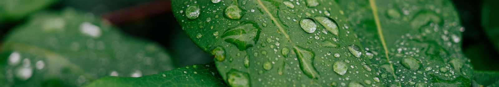 Esg Leaf